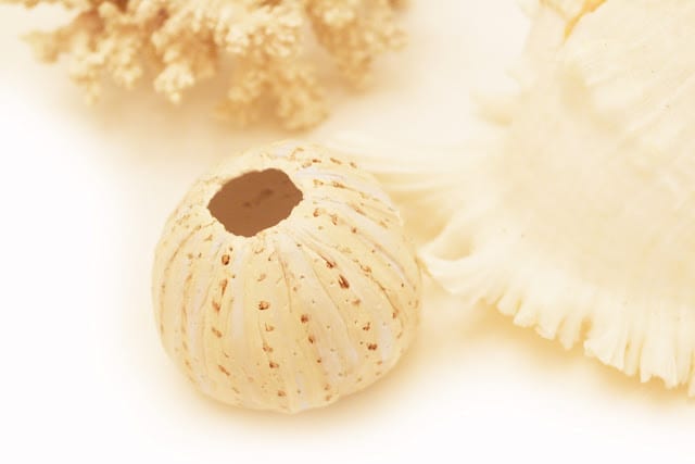 sea urchin craft