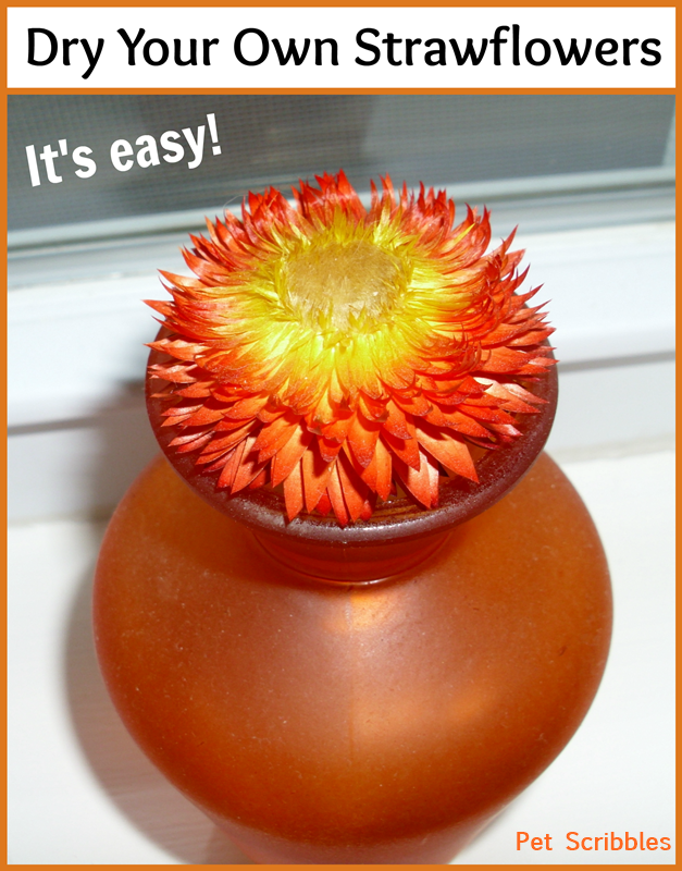 Dry Your Own Strawflowers - it's SO easy!