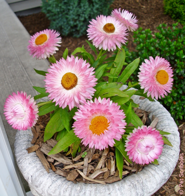 Strawflowers: long-blooming, drought-tolerant and SO easy to dry!