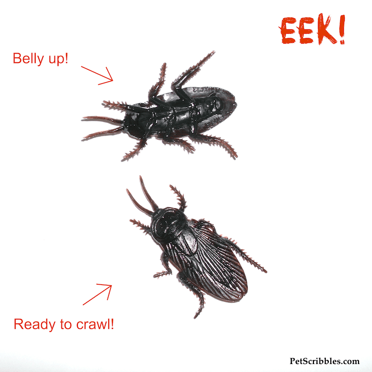 Fake cockroaches for Halloween look real!