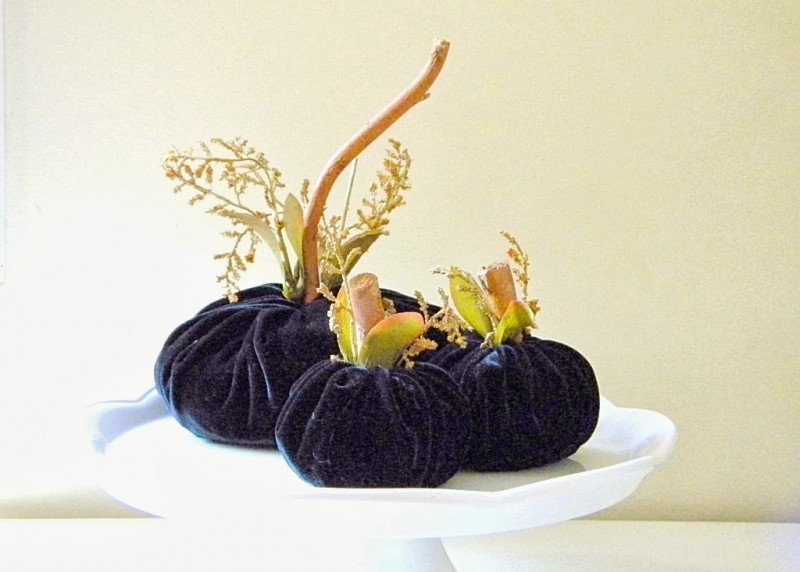 black velvet pumpkins