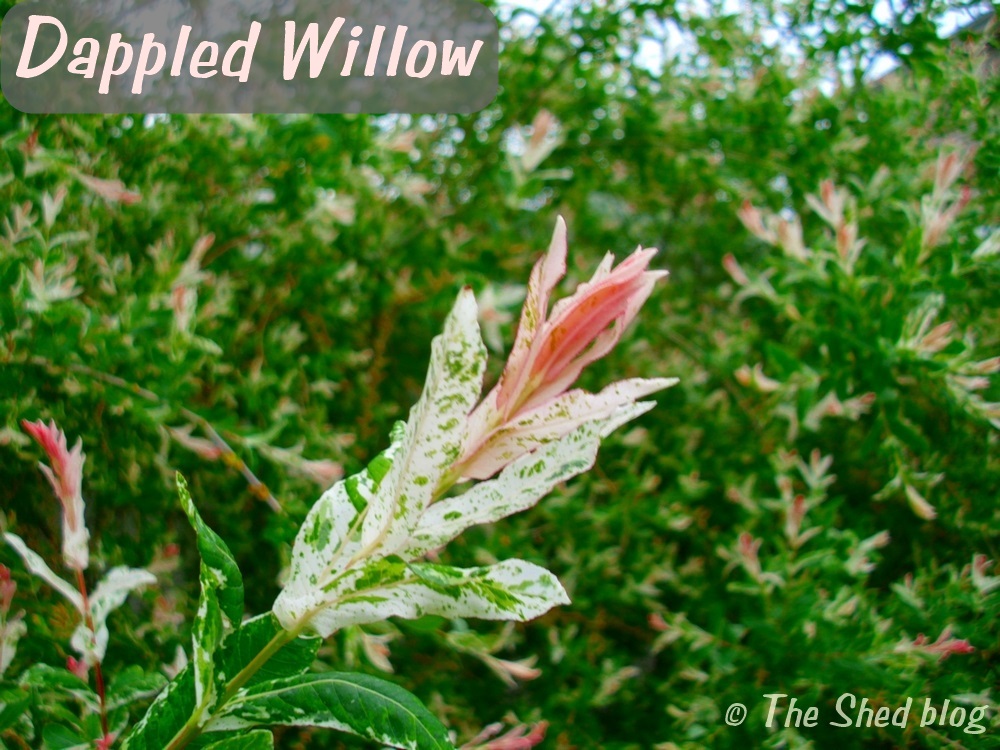 Dappled Willow: The perfect plant for your yard's wet spots!