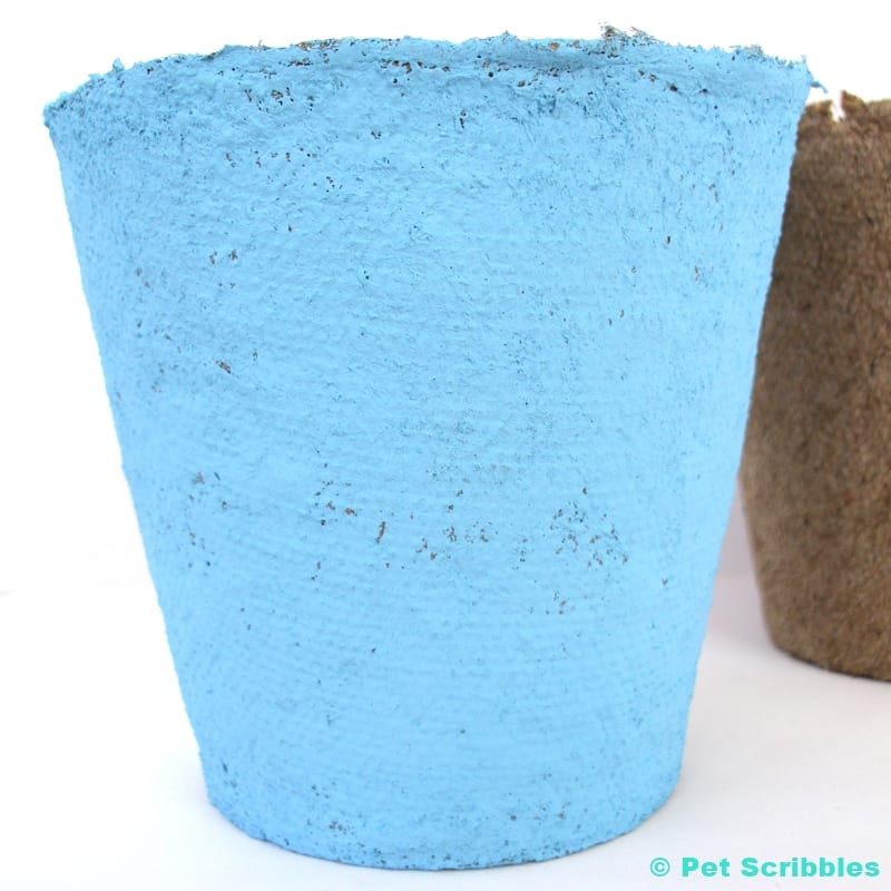 peat pot painted with blue chalky finish paint