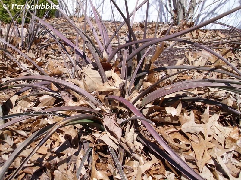 Red Yucca plants lightly covered with leaf mulch in the Winter.