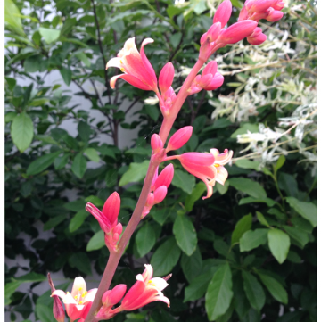 Red Yucca perennial