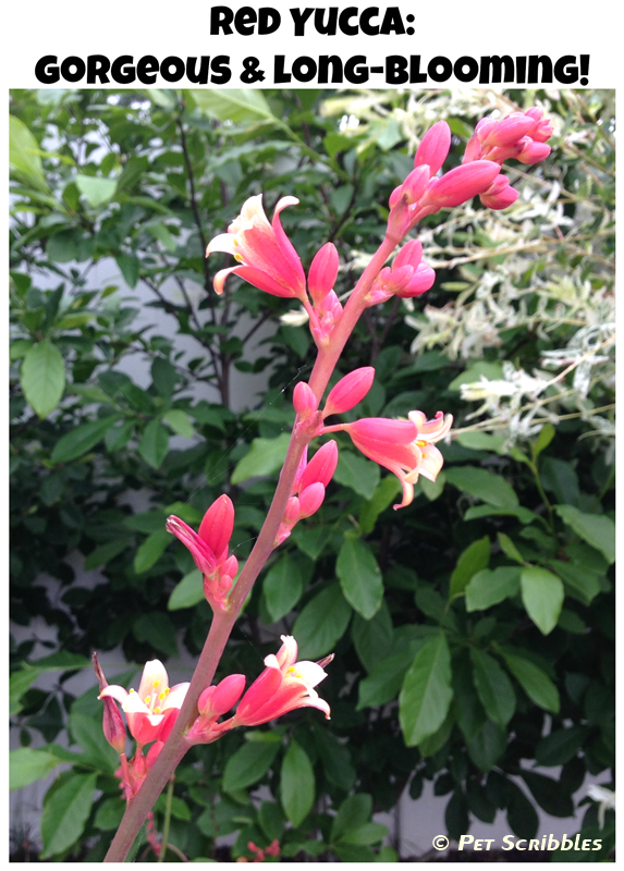 Red Yucca: a gorgeous, long-blooming perennial with coral-pinkish-red flower stalks. Drought tolerant and easy-care!