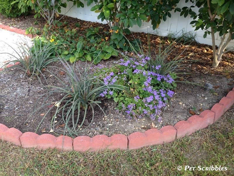 Red Yucca A Gorgeous Long Blooming Perennial Garden Sanity By Pet Scribbles