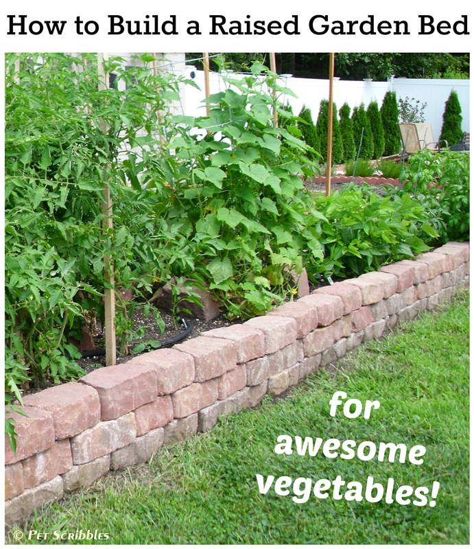 How to Build a Raised Garden Bed for Awesome Vegetables! Pet Scribbles