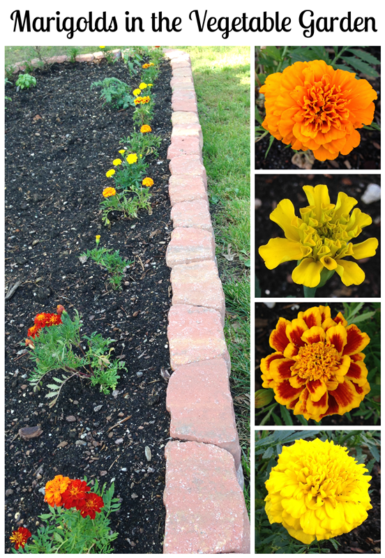 Plant Marigolds In The Vegetable Garden