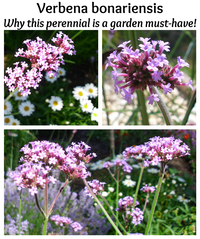 How To Prune Verbena Lollipop The Home Interior Ideas