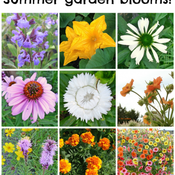 Summer Garden Blooms up close!