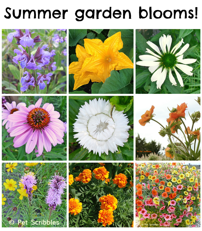 Summer Garden Blooms up close!