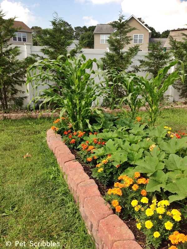 Summer garden blooms up close: Vegetables and Marigolds! (www.PetScribbles.com)
