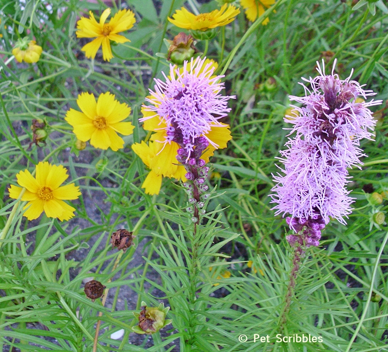 Summer garden blooms up close: Purple Liatris and Yellow Coreopsis! (www.PetScribbles.com)