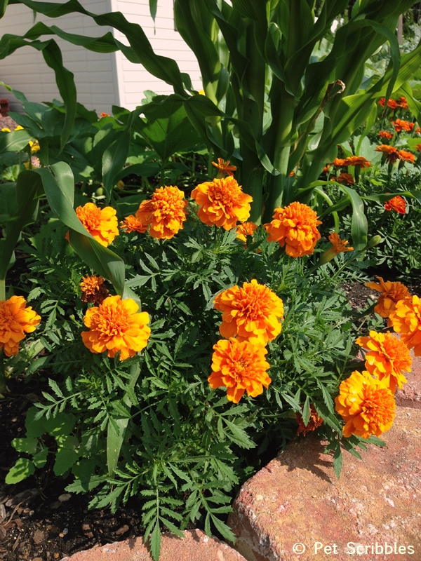 Summer garden blooms up close: Marigolds! (www.PetScribbles.com)