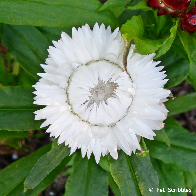 Summer garden blooms up close: White Strawflower! (www.PetScribbles.com)