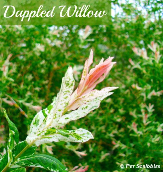 Dappled Willow: Your Yard's Wet Spot Dream!