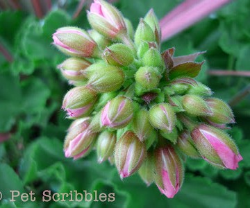 Pink Geranium flower buds