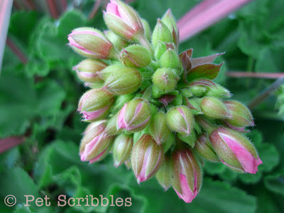 Pink Geranium flower buds