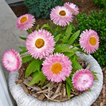 Strawflowers: Long-blooming drought-tolerant flowers!