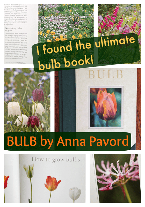 Bulb by Anna Pavord - the ultimate book about bulbs!