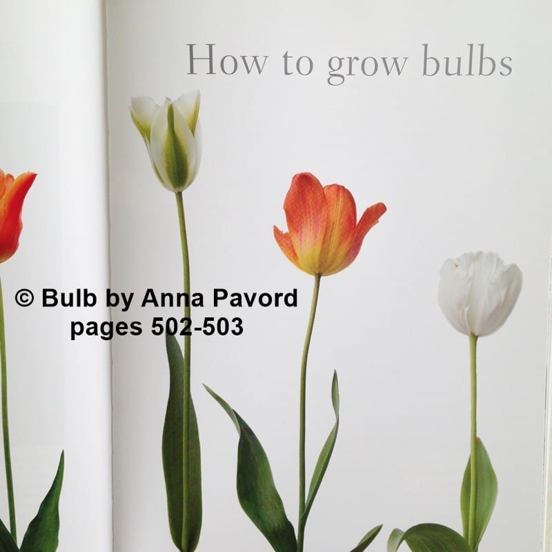 pages 502-503, Bulb by Anna Pavord