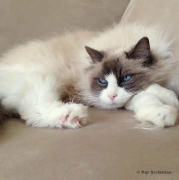 Lulu, the ragdoll cat