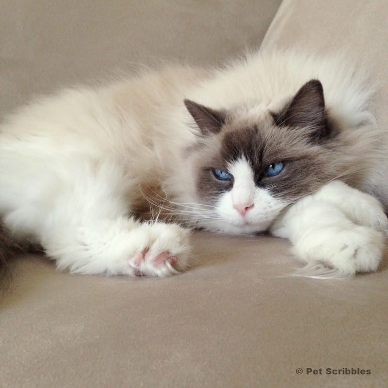 Lulu, the ragdoll cat