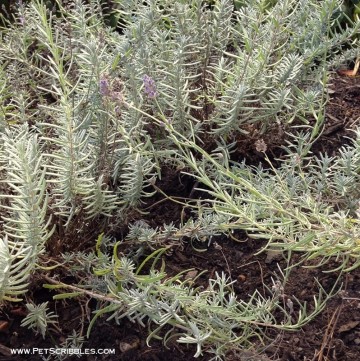 lavender in the garden