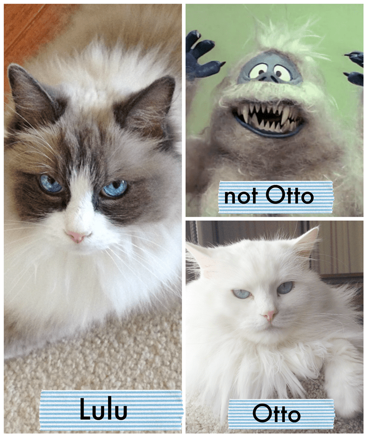 Otto, the Scaredy Cat: Otto's Story: A Story About Adoption