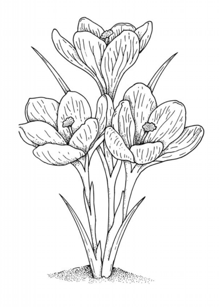 Vintage Crocus Coloring Page for Free!