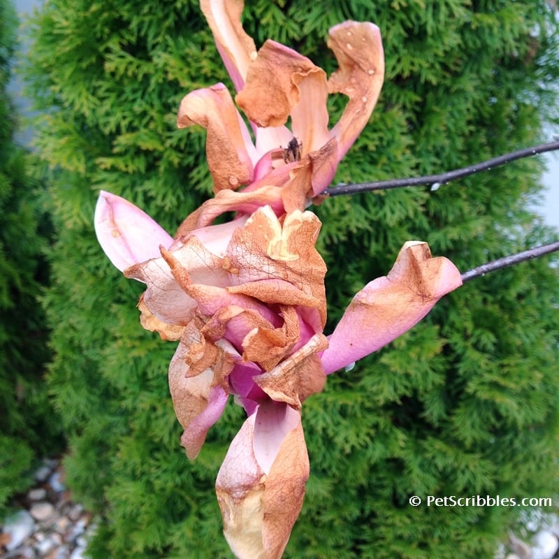 Frost damage on Magnolia Jane flowers are rare