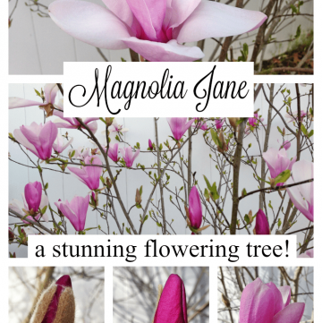 Magnolia Jane: you absolutely need this stunning flowering tree!