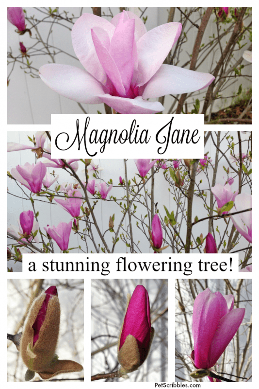 Magnolia Jane: you absolutely need this stunning flowering tree!