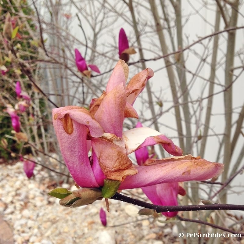 Magnolia Jane: you absolutely need this stunning flowering tree!