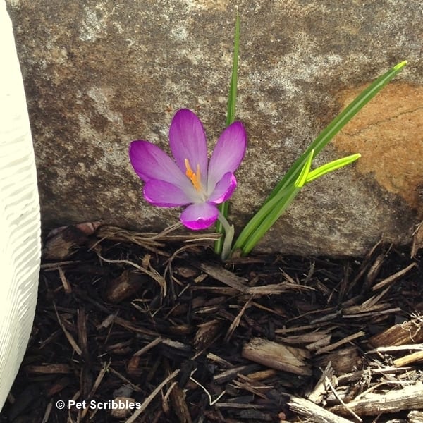 Purple Crocus in Spring