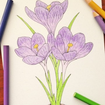 Vintage Crocus Coloring Page for Free!