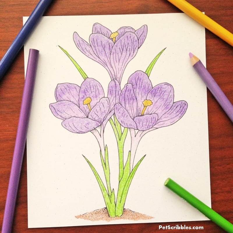 Vintage Crocus Coloring Page for Free!