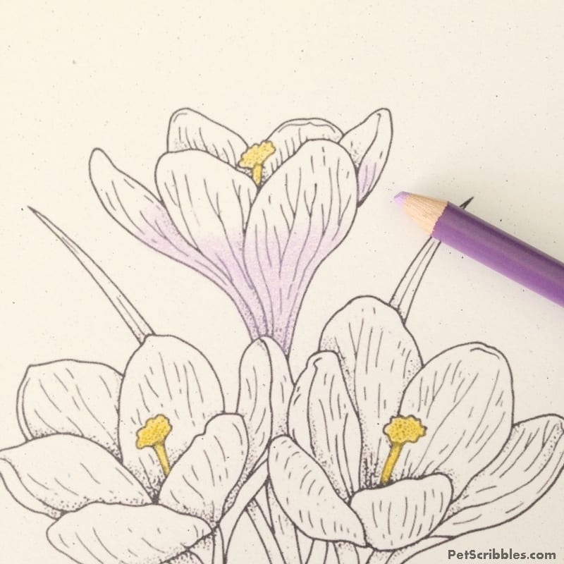 Vintage Crocus Coloring Page for Free!