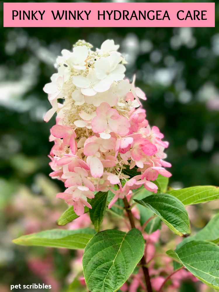 Pinky Winky Hydrangea Care — Your Ultimate Guide Pet Scribbles