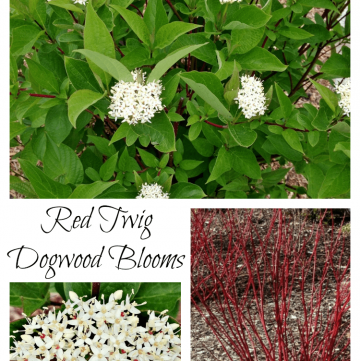 Surprise: our Red Twig Dogwoods are blooming!