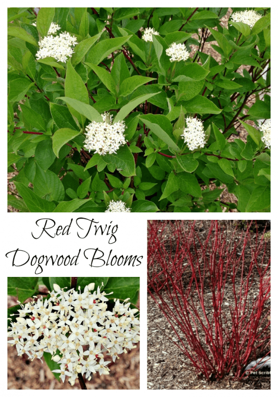 Surprise: our Red Twig Dogwoods are blooming!