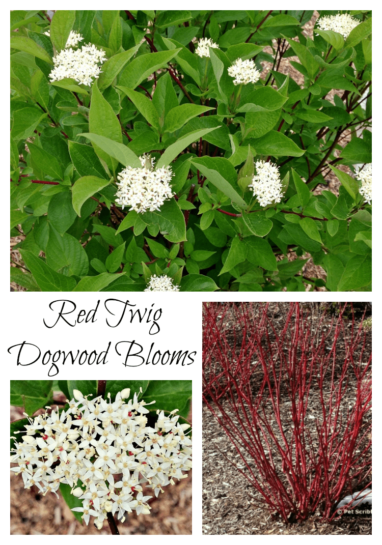 surprise: our red twig dogwoods are blooming! - garden sanity