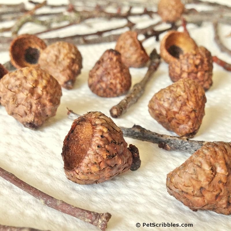 acorn and twig crafts