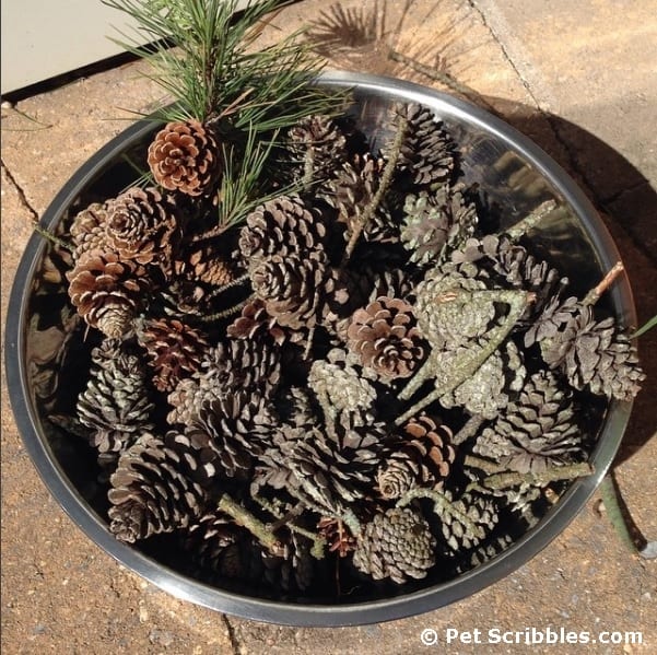 Gathered pinecones to use with the book Crafting with Nature by Amy Renea. I love this book about crafting AND gardening!