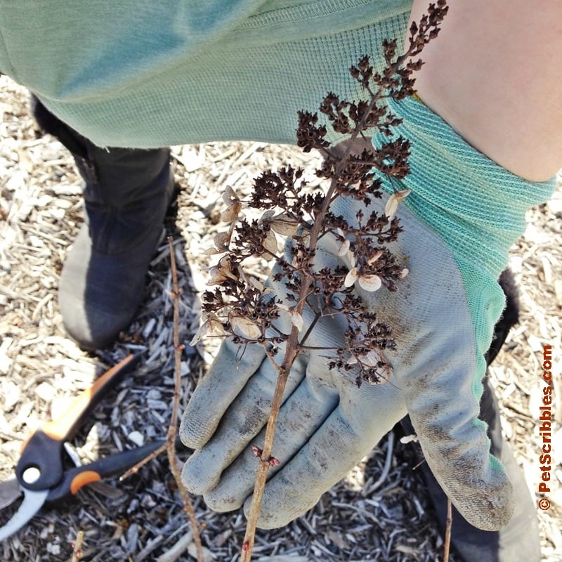 How To Prune Pinky Winky Hydrangeas The Easy Way Pet Scribbles How To Prune Pinky Winky Hydrangeas The Easy Way