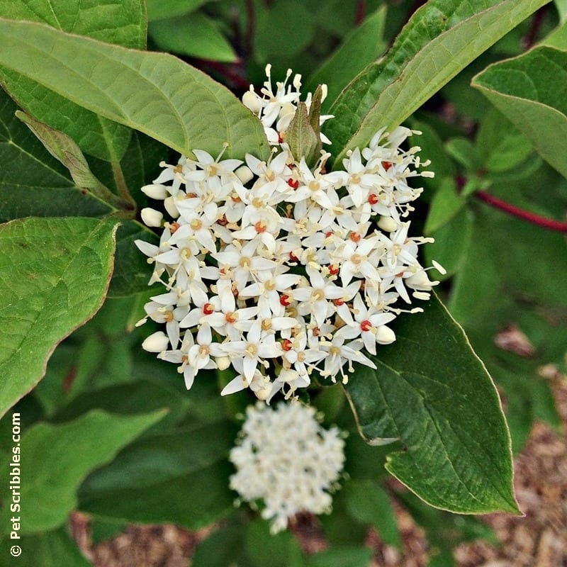 Surprise: our Red Twig Dogwoods are blooming!