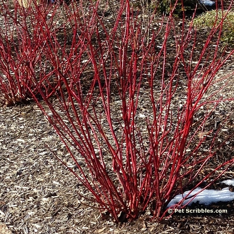 Surprise: our Red Twig Dogwoods are blooming!