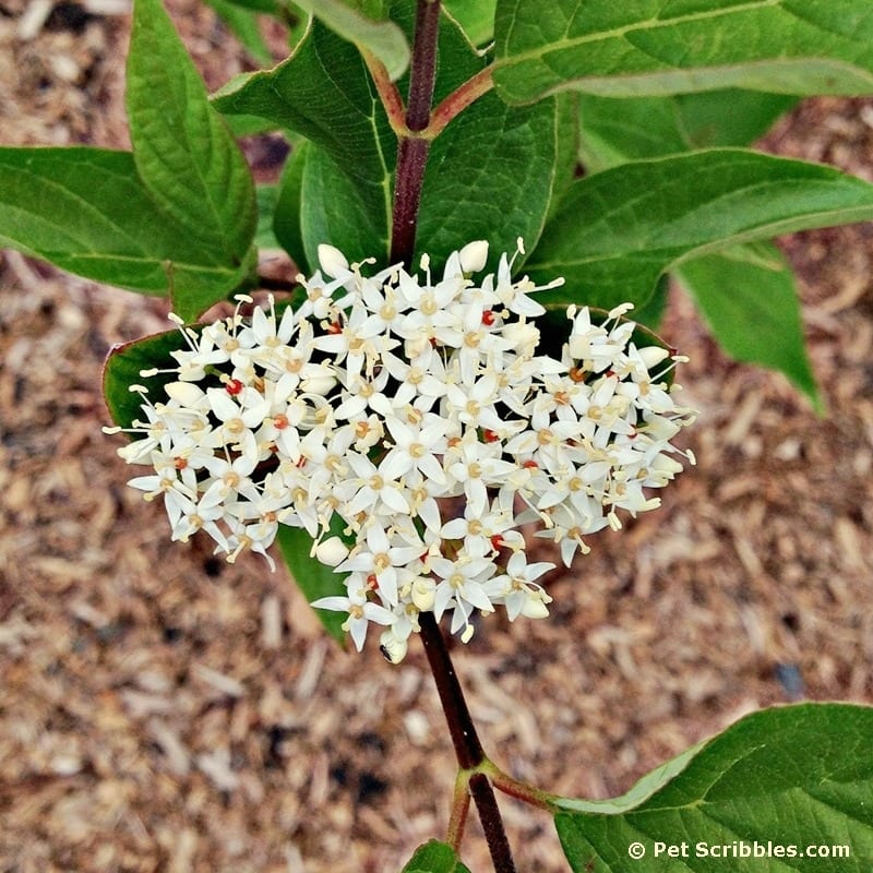 Surprise: our Red Twig Dogwoods are blooming!