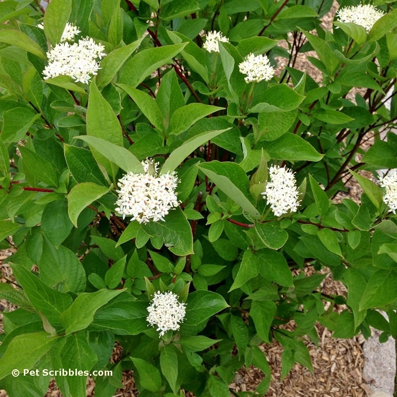 Surprise: our Red Twig Dogwoods are blooming!